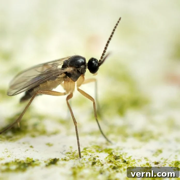 Gnat flying