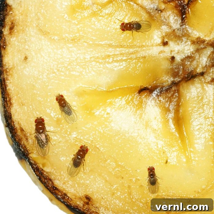 Fruit fly on a surface