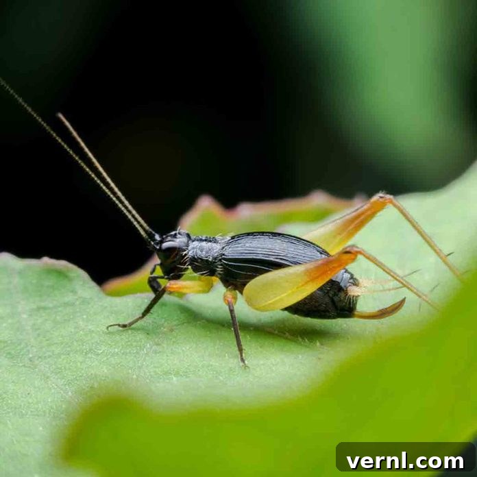Common house crickets