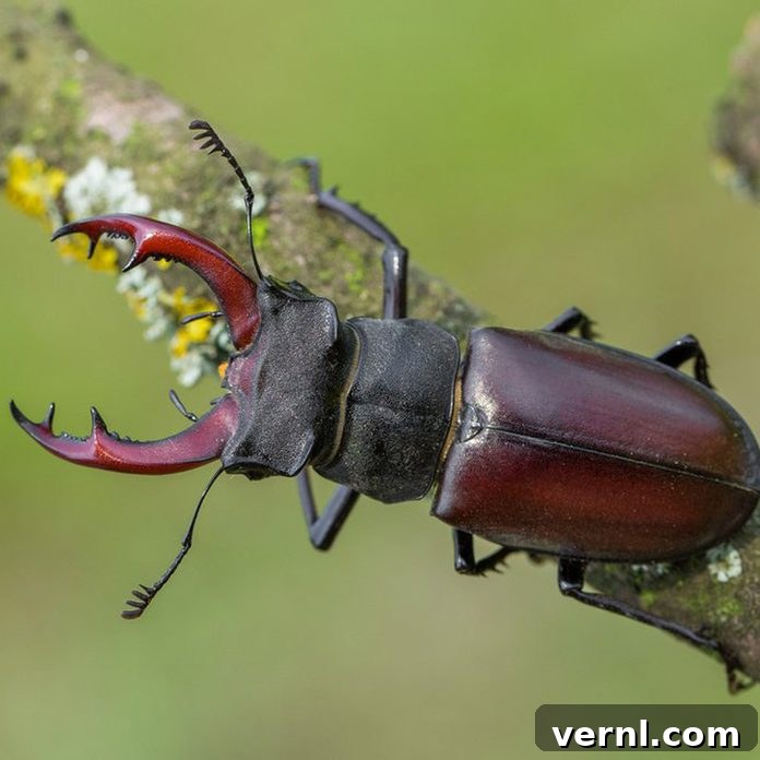 Various types of beetles