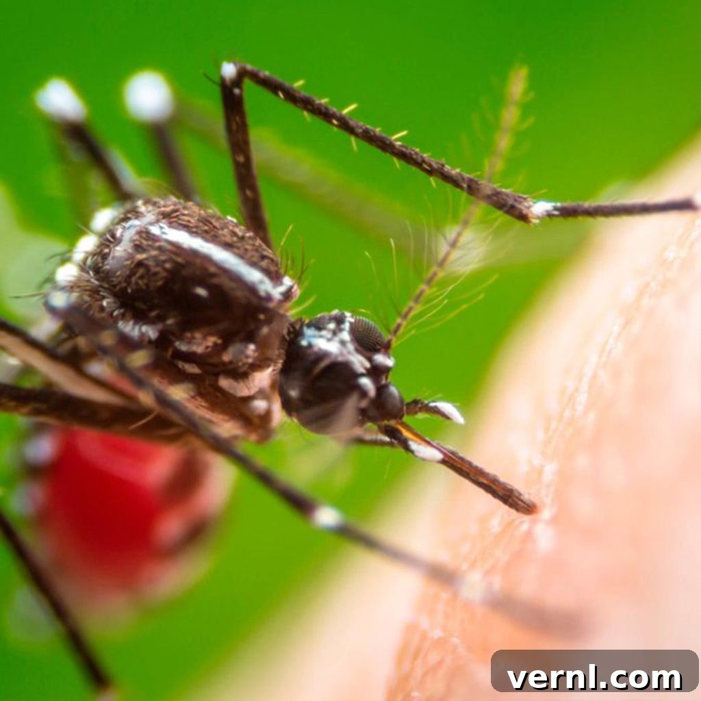 Close-up of a mosquito