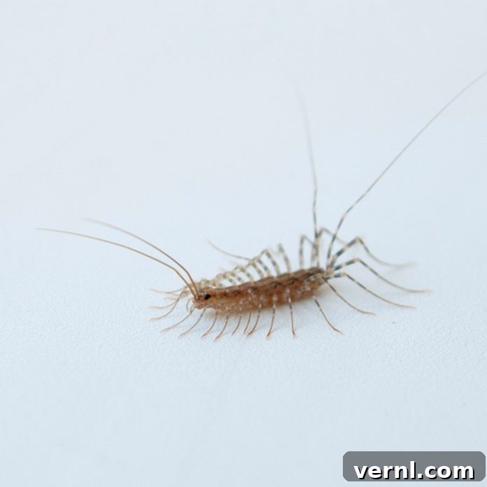 Centipede Toxicity Explained 2 are centipedes poisonous?