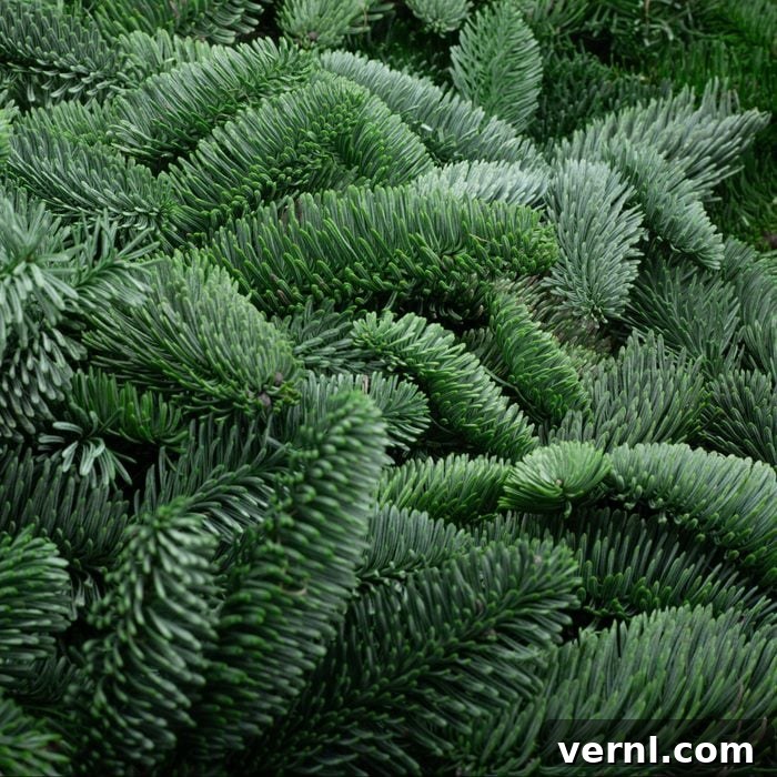 Fresh Pine or Faux Fir: Which Tree Wins Your Holiday Heart? 2 Noble Fir Christmas Tree branches close up, showing sturdy blue-green needles