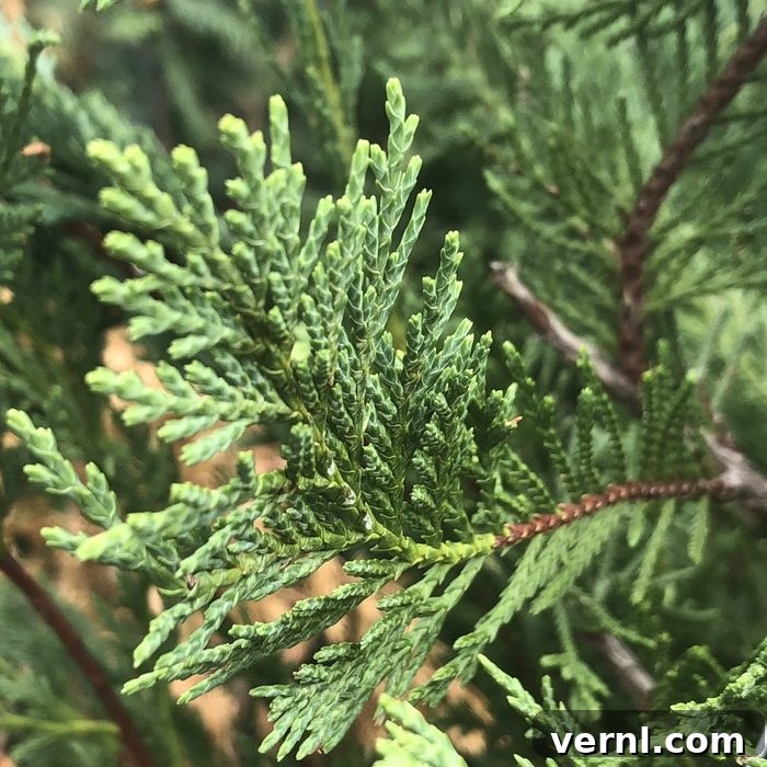 Fresh Pine or Faux Fir: Which Tree Wins Your Holiday Heart? 11 Leyland Cypress Tree, known for its slender shape and soft needles