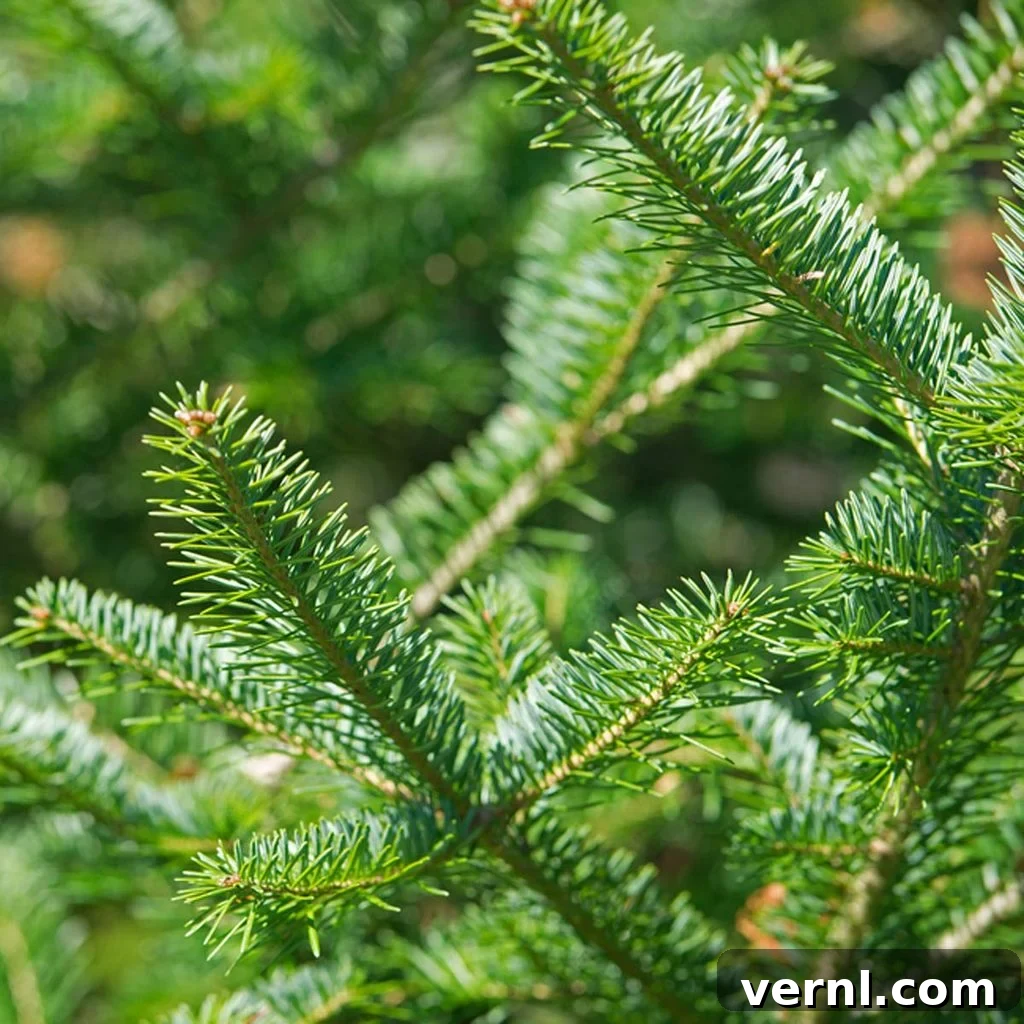 Fresh Pine or Faux Fir: Which Tree Wins Your Holiday Heart? 3 Balsam Fir Christmas Tree species with dark green needles and signature scent