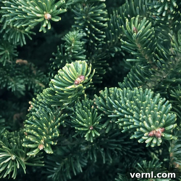 Fresh Pine or Faux Fir: Which Tree Wins Your Holiday Heart? 4 Christmas Fraser Fir Tree Branch close up, featuring dark green needles for small spaces