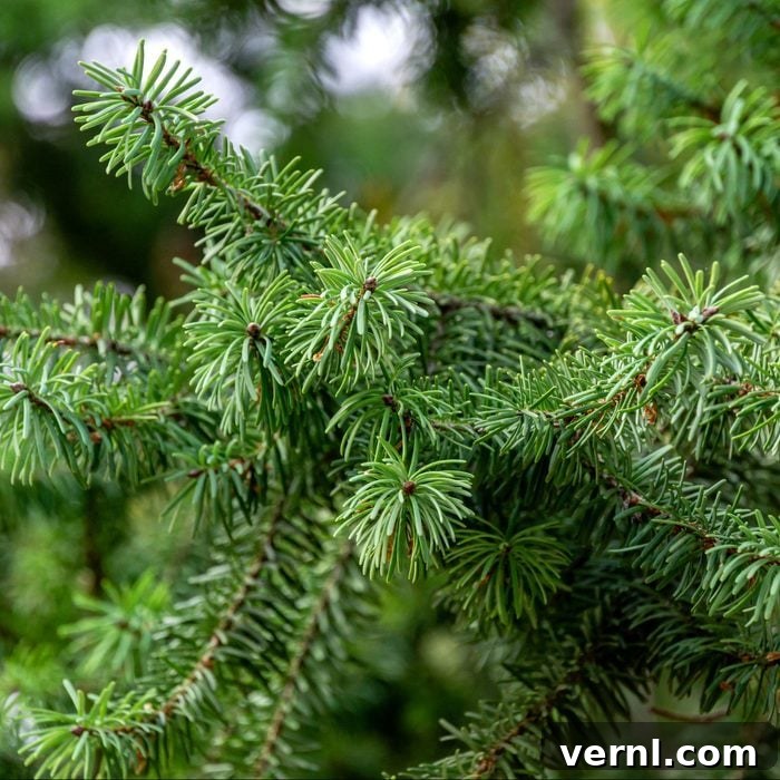 Fresh Pine or Faux Fir: Which Tree Wins Your Holiday Heart? 5 Close-up of beautiful Douglas Fir branches with soft needles