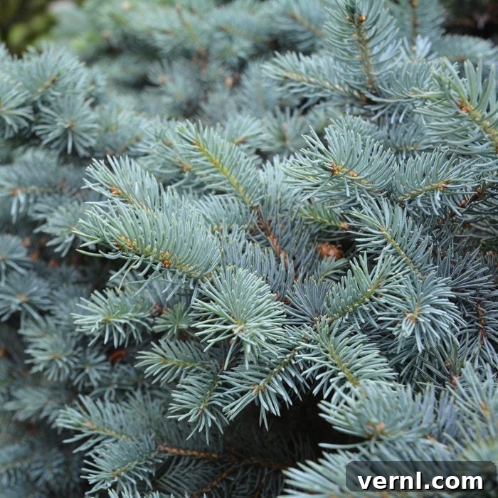 Fresh Pine or Faux Fir: Which Tree Wins Your Holiday Heart? 6 Colorado Blue Spruce branches close up, highlighting their unique silvery-blue color