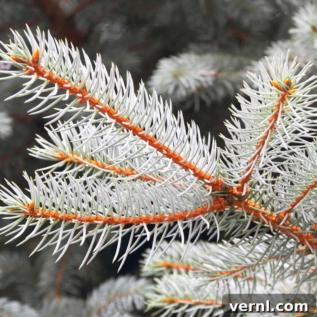 Fresh Pine or Faux Fir: Which Tree Wins Your Holiday Heart? 7 White Spruce Christmas Tree with light-colored needles and elegant stature