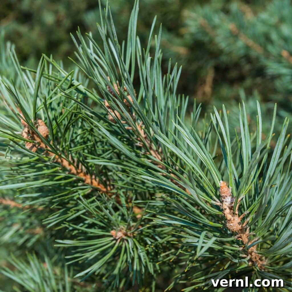 Fresh Pine or Faux Fir: Which Tree Wins Your Holiday Heart? 8 Scotch Pine Christmas Tree, known for long-lasting needles