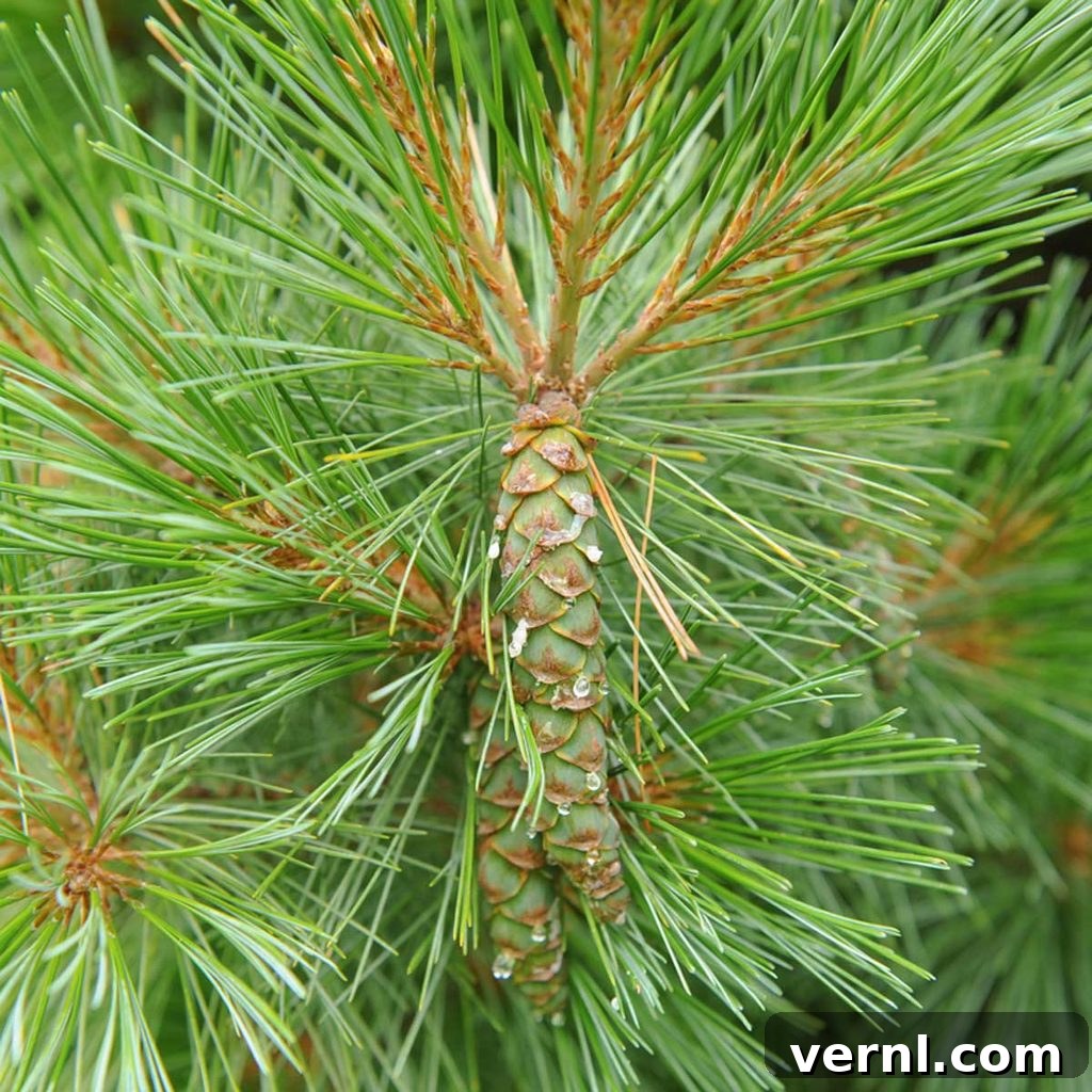 Fresh Pine or Faux Fir: Which Tree Wins Your Holiday Heart? 9 Eastern White Pine with soft blue-green needles