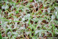 Banish Snow Mold Safely