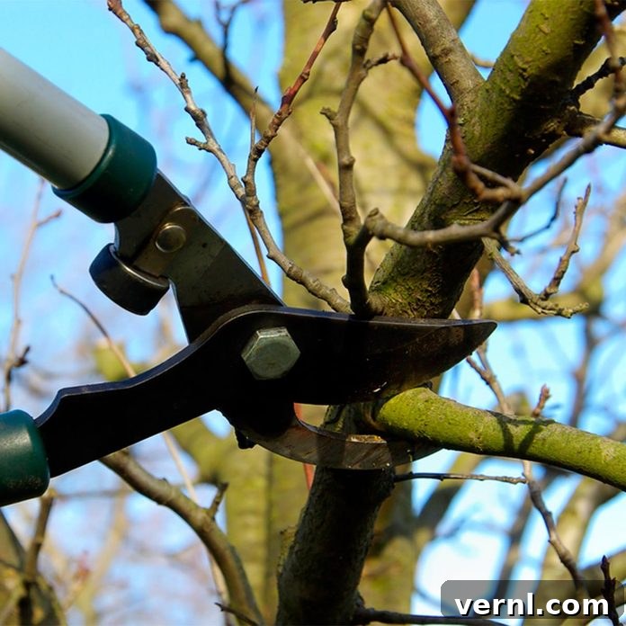 pruning tree in winter