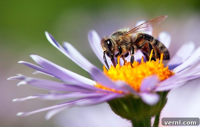 bee