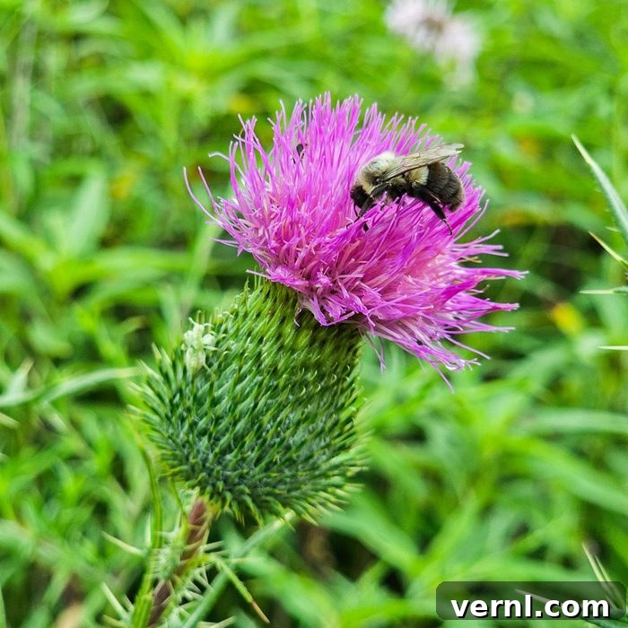 Say Goodbye to Thistles Forever 2 Canada Thistle