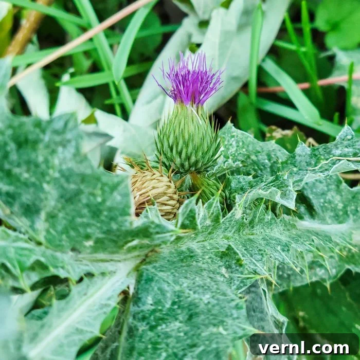 Say Goodbye to Thistles Forever 3 Bull Thistle
