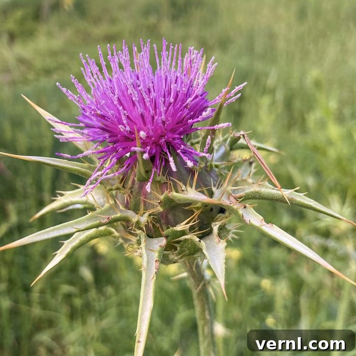 Say Goodbye to Thistles Forever 4 Milk thistle (Silybum marianum) in nature on a sunny summer day with green grass background