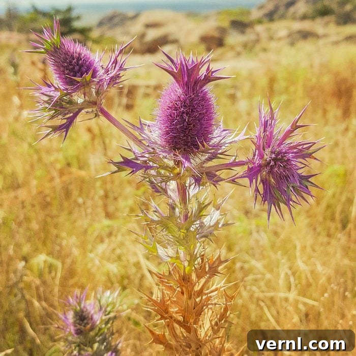 Say Goodbye to Thistles Forever 5 Native Thistle