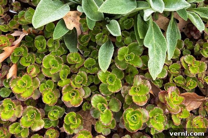 Effortless Garden Design Ideas for Your Home 2 Ground Cover Sedum
