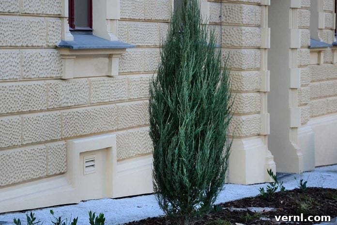 Effortless Garden Design Ideas for Your Home 3 Juniper Tree