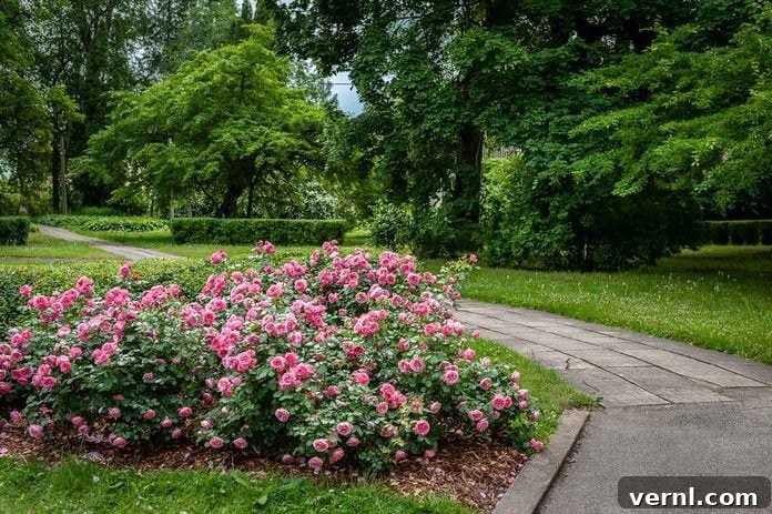 Effortless Garden Design Ideas for Your Home 5 Rose Bush