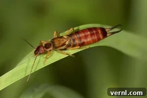 Stop Earwigs Your Guide to Pincher Bug Control 2 Common Household Earwig