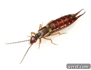Stop Earwigs Your Guide to Pincher Bug Control 3 What does an earwig look like