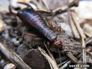 Stop Earwigs Your Guide to Pincher Bug Control 4 Earwig in environment
