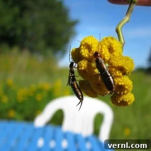 Earwigs on a flower