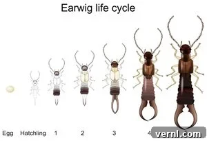 Earwig Invasion Lifecycle Secrets and Home Infestation Facts 3 Earwig life cycle