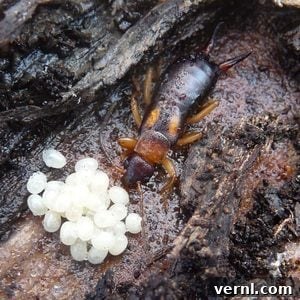 Earwig Invasion Lifecycle Secrets and Home Infestation Facts 4 Earwig nest with eggs
