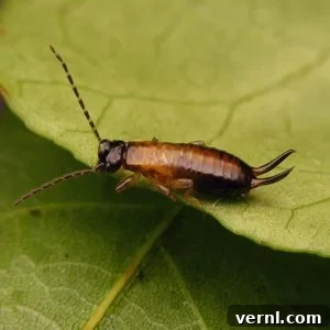 Earwig Invasion Lifecycle Secrets and Home Infestation Facts 5 Earwig baby
