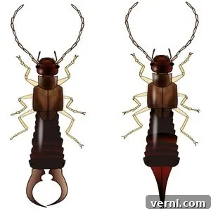 Earwig Invasion Lifecycle Secrets and Home Infestation Facts 6 Earwig male vs female comparison