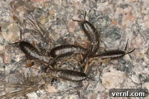 Earwig Invasion Lifecycle Secrets and Home Infestation Facts 7 Earwig infestation