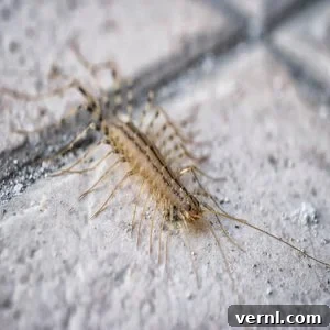 Common House Centipede on a wall