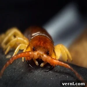 Banishing House Centipedes for Good 3 Close-up of a Centipede's mouth and forcipules