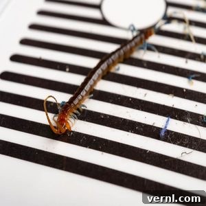 Banishing House Centipedes for Good 5 Centipede caught on a sticky trap
