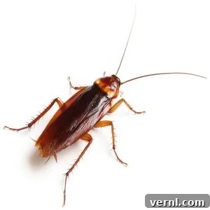 Eliminate Cockroaches: Essential Control for Your Home and Business 2 What does a cockroach look like