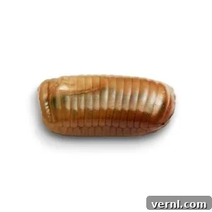 cockroach eggs