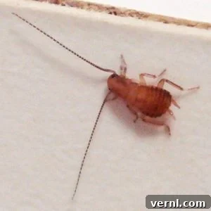 cockroach nymph