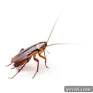 cockroach adult