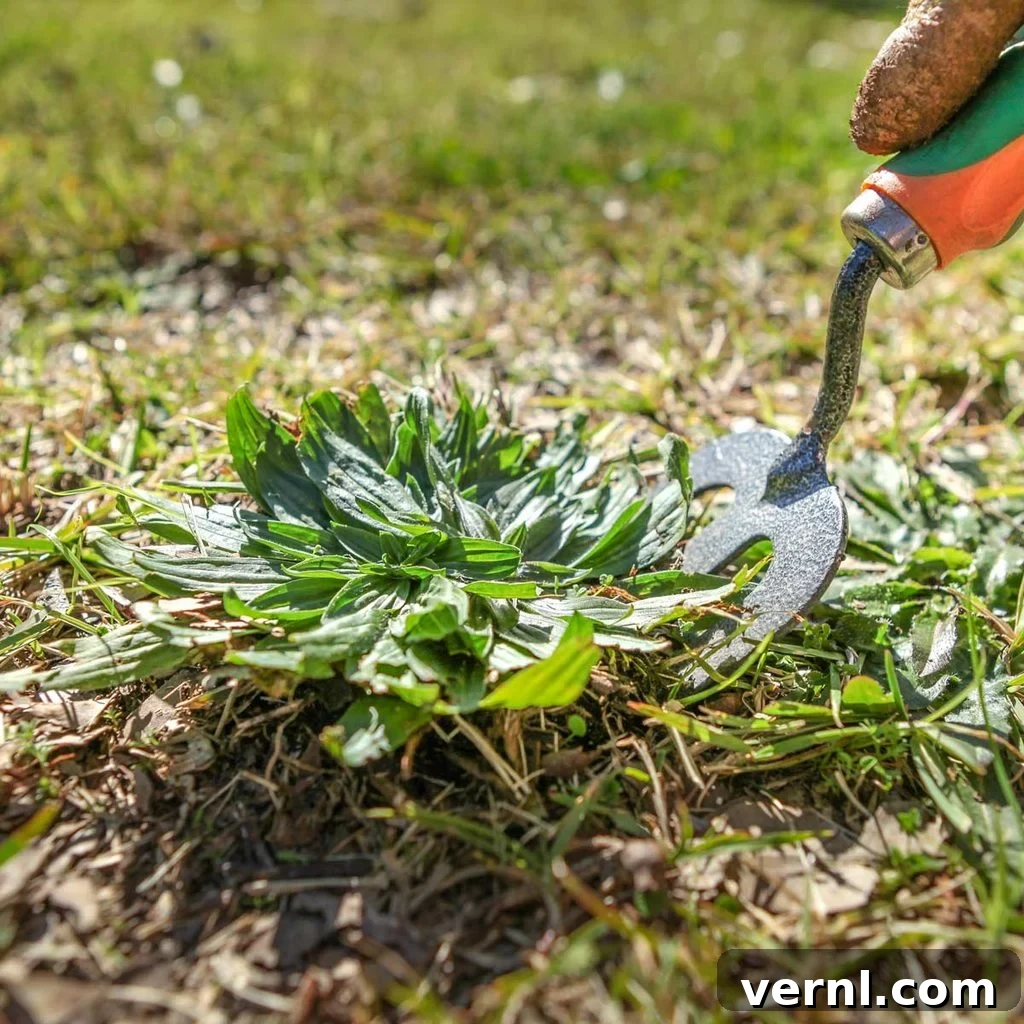 From Lint Trap to Lush Landscape Repurpose Dryer Lint for Your Garden 5 A person using a garden fork to meticulously weed a lush green lawn, demonstrating garden maintenance
