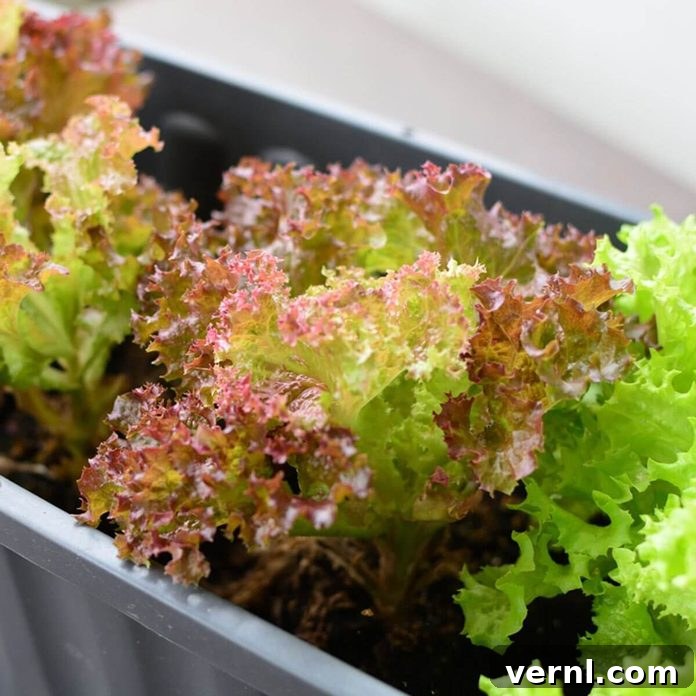 Leaf lettuce growing in a container