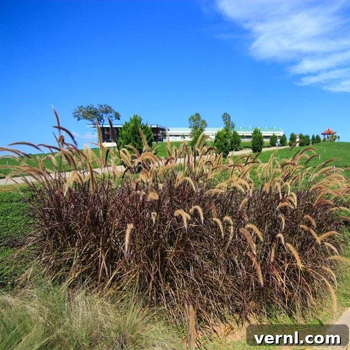 Purple Fountain Grass in a container
