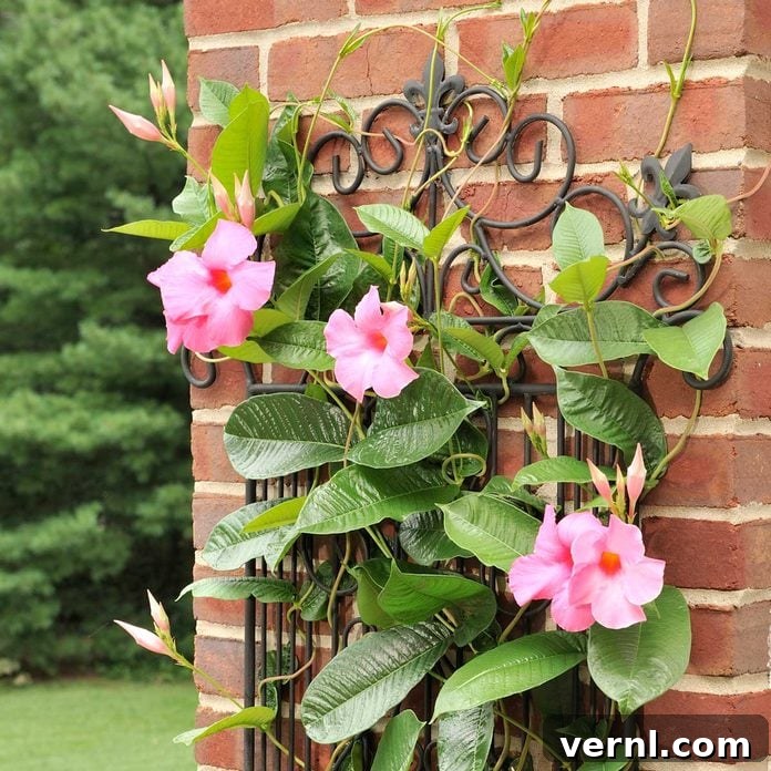 Vibrant Mandevilla vine in bloom