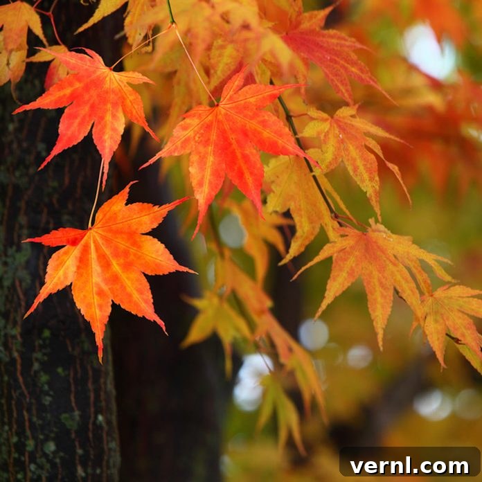 Japanese maple tree with stunning fall foliage