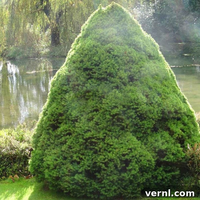 Dwarf Alberta Spruce in a container