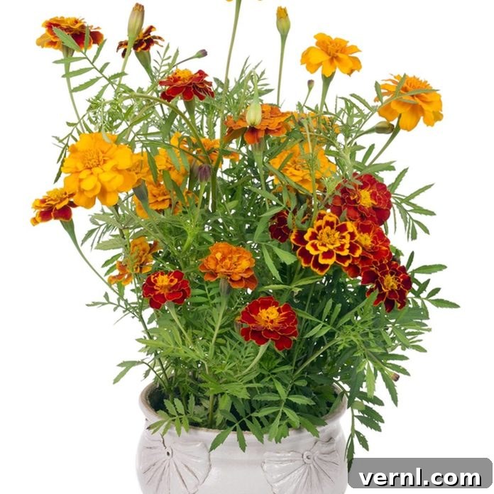 Bright orange Marigolds in full bloom