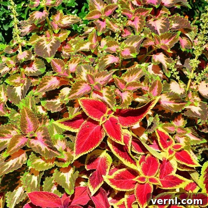 Vibrant Coleus plants in a shaded garden