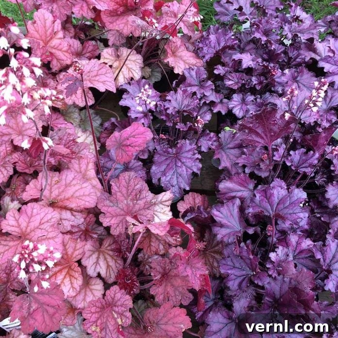 Coral bells in a shade garden container